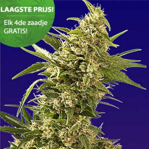 Autoflower wietzaden - Goedkoopste autoflower wietzaden