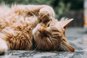 porus-one-kat-voor-een-gezonde-nierfunctie-bi