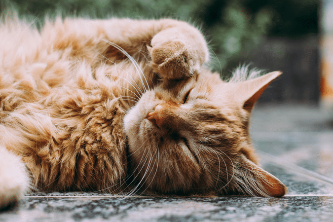 porus-one-kat-voor-een-gezonde-nierfunctie-bi