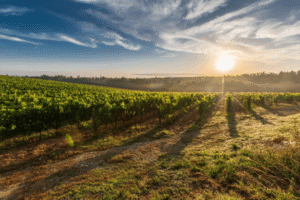 waarom-is-primitivo-wijn-zo-populair-onder-wi