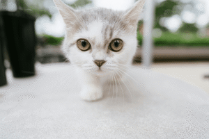 zijn-adtab-kauwtabletten-kat-echt-zo-handig-v